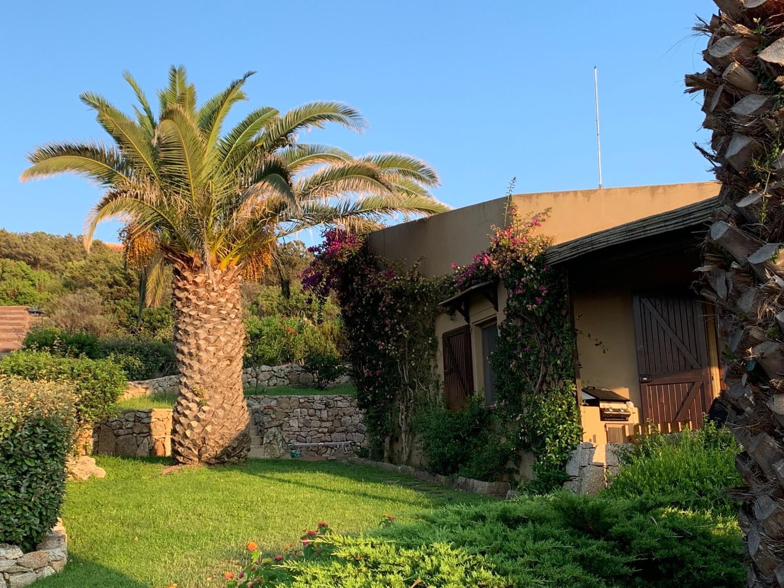 Giardino con palma